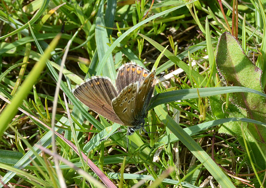 Adonis Blue
Click for next species.
adonisblue2012-03