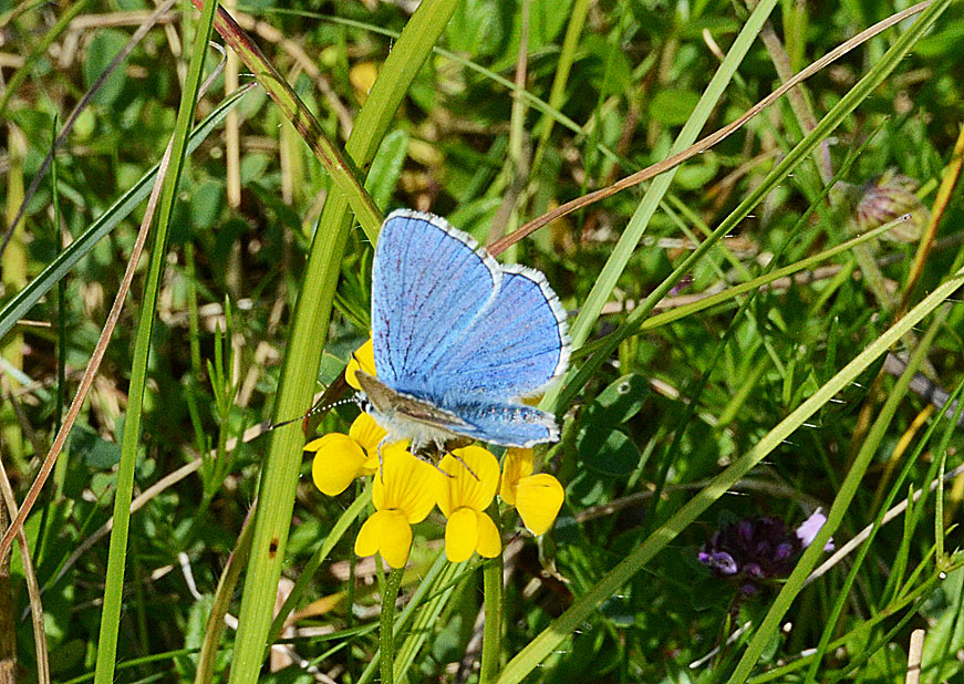 Adonis Blue
Click for next species.
adonisblue2012-03