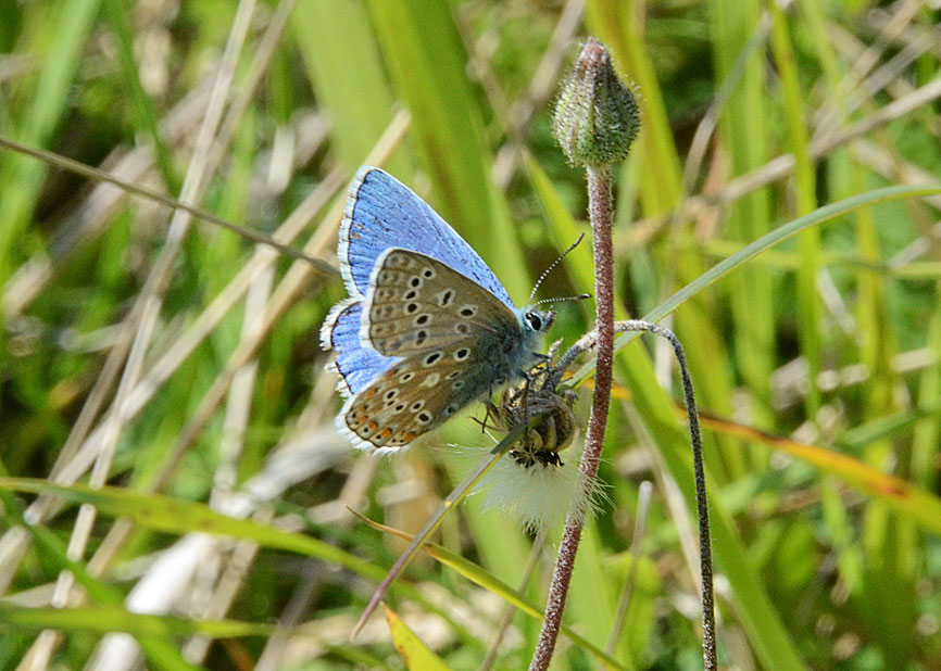 Adonis Blue
Click for next species.
adonisblue2012-03