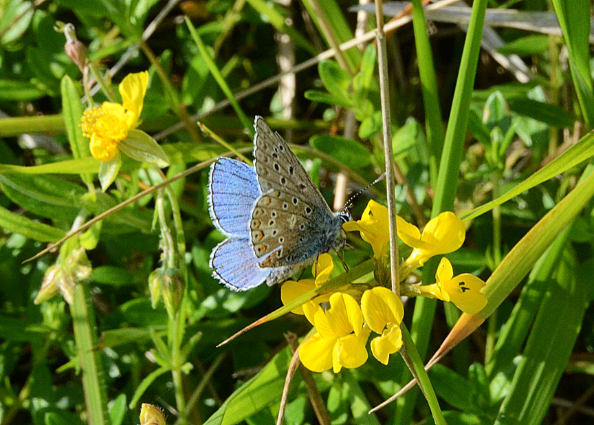 Adonis Blue
Click for next species.
adonisblue2012-03