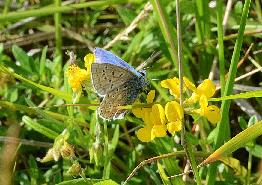 Adonis Blue
Click for next species.
adonisblue2012-03