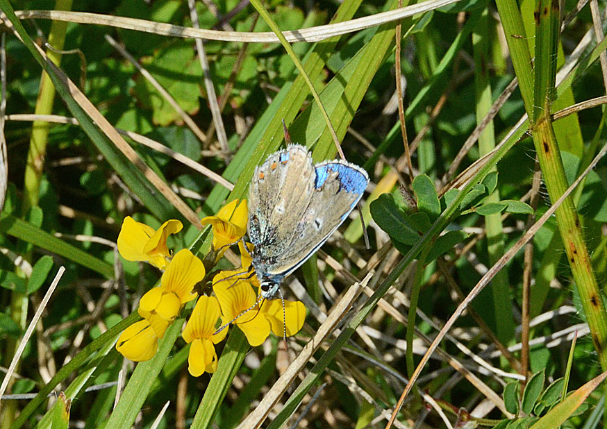 Adonis Blue
Click for next species.
adonisblue2012-03