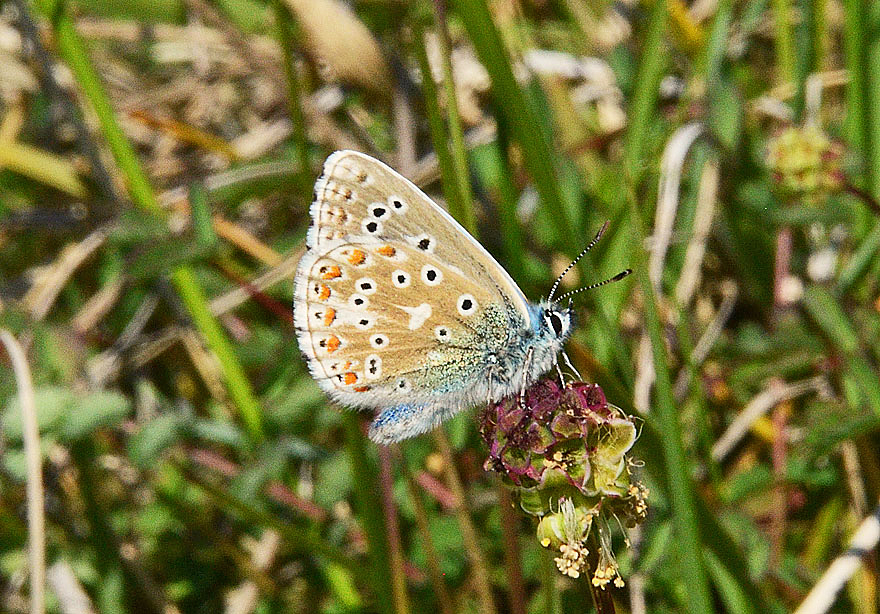 Adonis Blue
Click for next species.
adonisblue2012-03