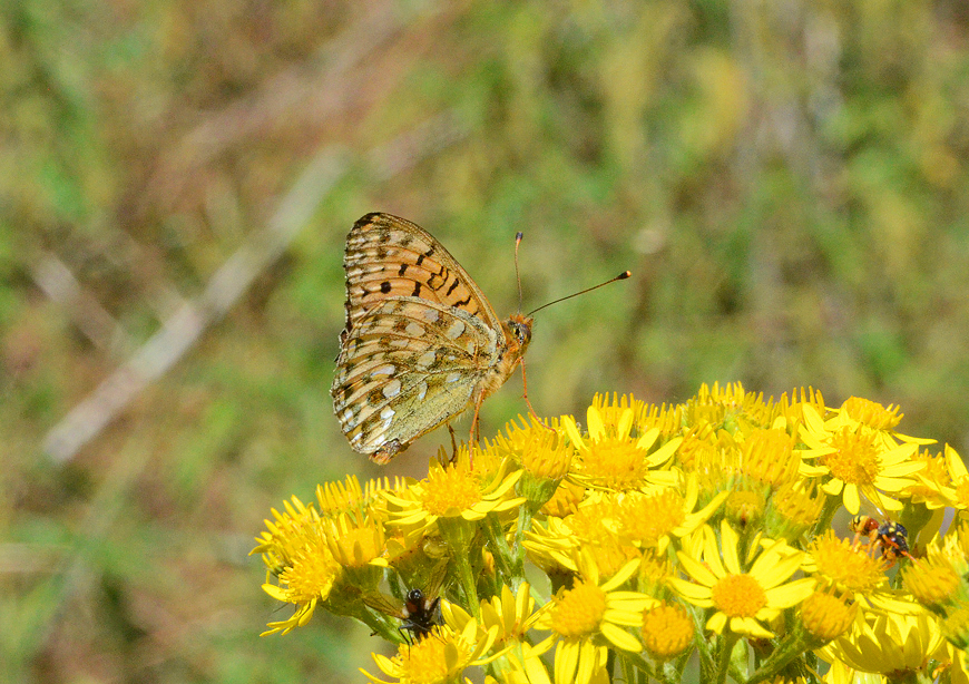 Photograph of a Dark-green Fritillary
Click for the next species