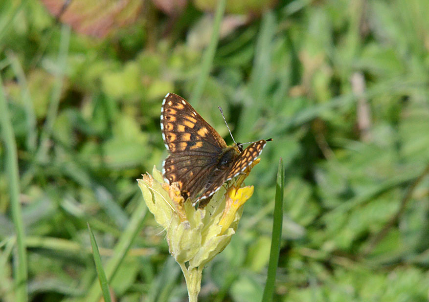 Duke of Burgundy
Click for next photo