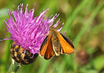 Photograph of an Essex Skipper
Click to enlarge