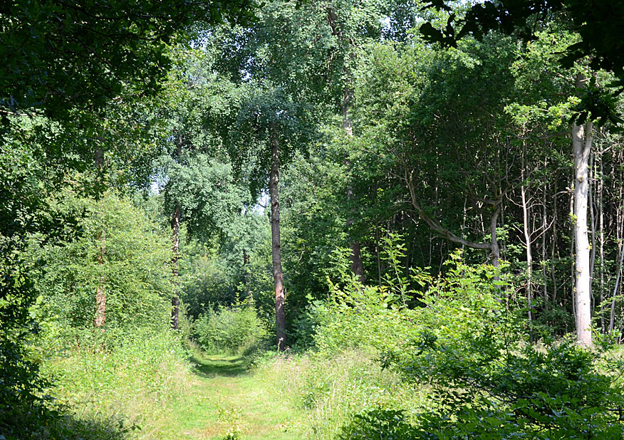 A woodland ride
Click for next photo