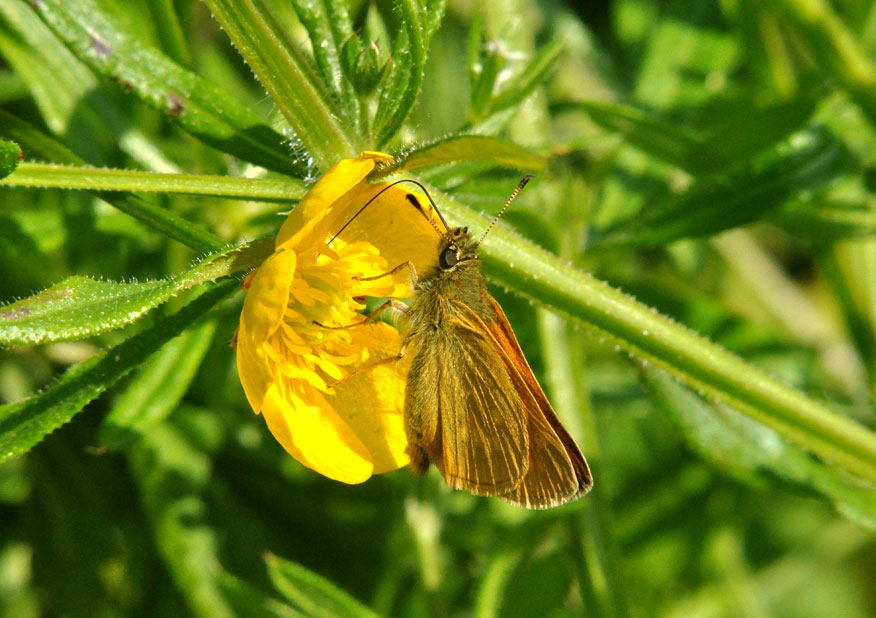 Photograph of a Large Skipper
Click on the image for the next photo