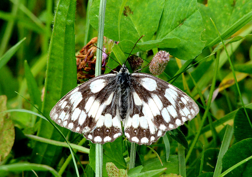 Photograph of a Marbled White
Click for next photo