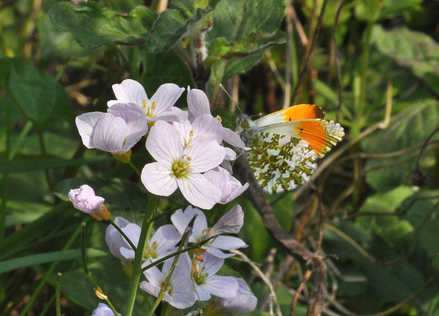 Photograph of an Orange Tip
Click for next photo