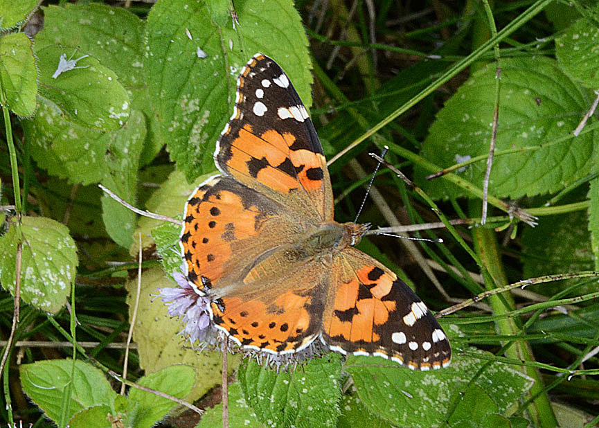 Painted Lady
Click for next photo