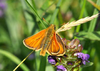 Small photograph of a Small Skipper
Click on image to enlarge