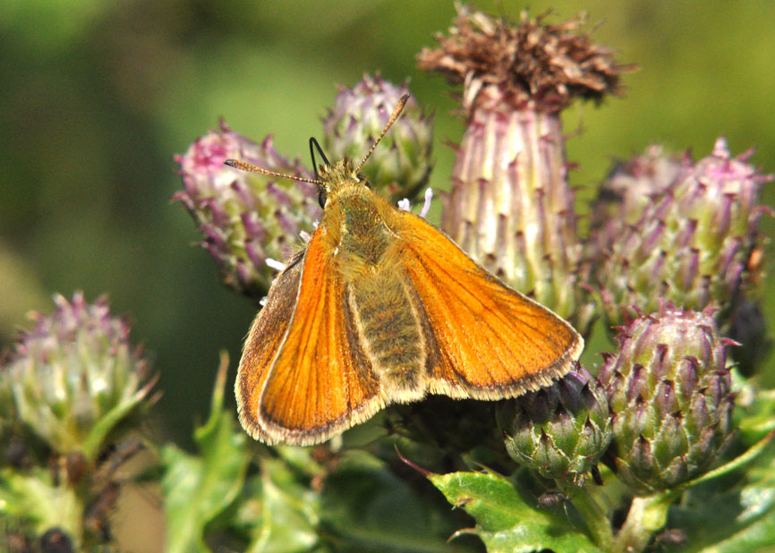 Photograph of a Small Skipper
Click on the image for the next photo