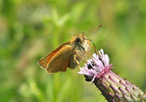 Small photograph of a Small Skipper
Click on image to enlarge