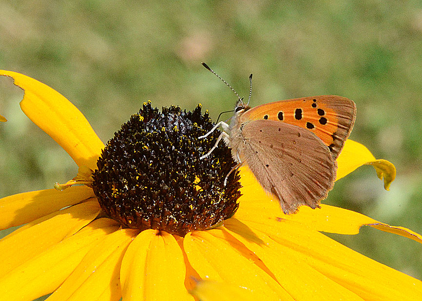 Photograph of a Small Copper
Click on the image for the next photo