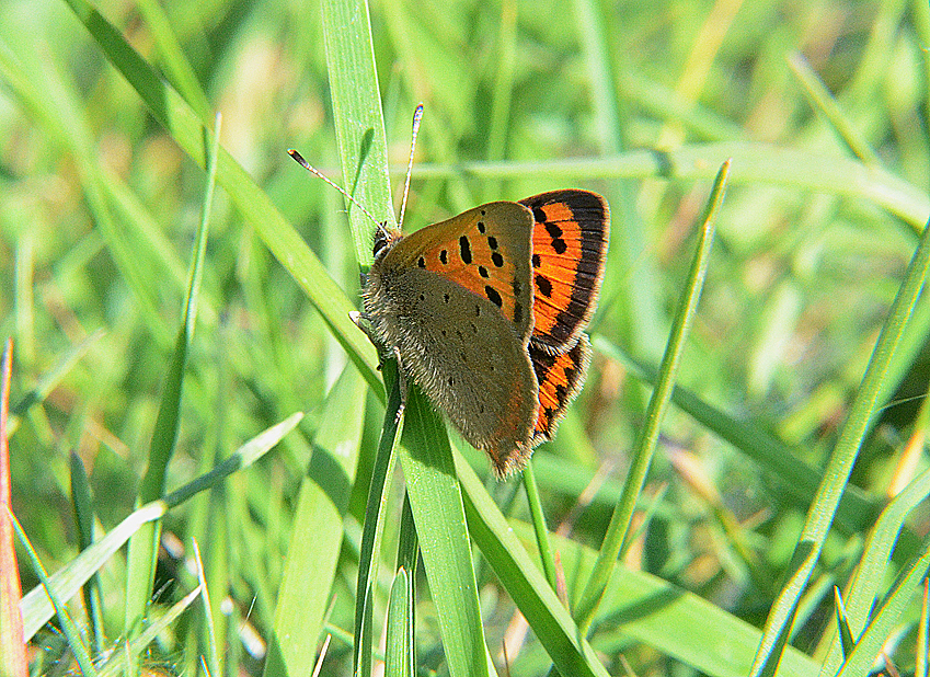 Small Copper
Click for next photo