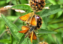 Small photograph of a Small Skipper
Click on image to enlarge