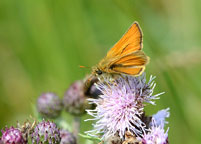 Small Skipper
Click on image to enlarge