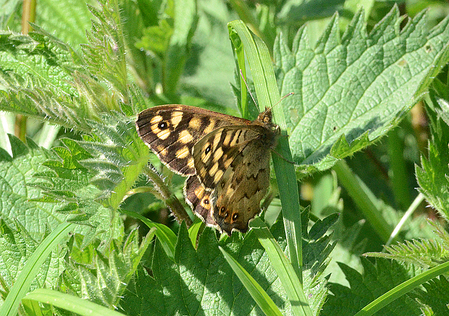 Speckled Wood
Click for next photo