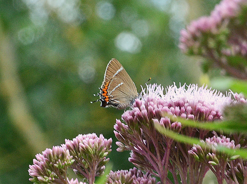 White-letter Hairstreak
Click for next photo